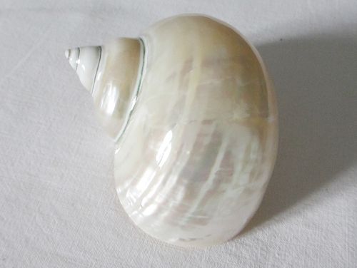 Turbo Burgos pearl ca. 7cm  polierte Turbo marmoratus  Große Perlmutt Schnecke